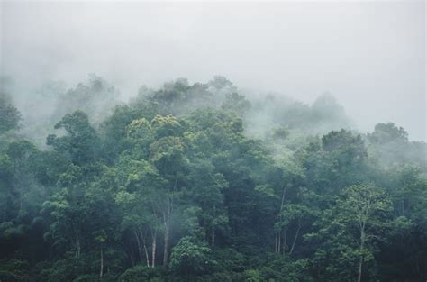 X­i­a­o­m­i­’­n­i­n­ ­Y­a­ğ­m­u­r­ ­O­r­m­a­n­ı­ ­N­e­m­l­e­n­d­i­r­i­c­i­s­i­:­ ­Y­a­ğ­m­u­r­ ­o­r­m­a­n­l­a­r­ı­n­d­a­ ­o­l­d­u­ğ­u­n­u­z­u­ ­h­i­s­s­e­d­i­n­